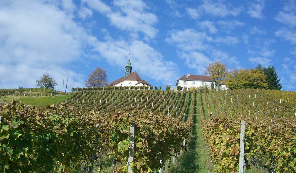 Weinanbau im Schwarzwald bei Gengenbach