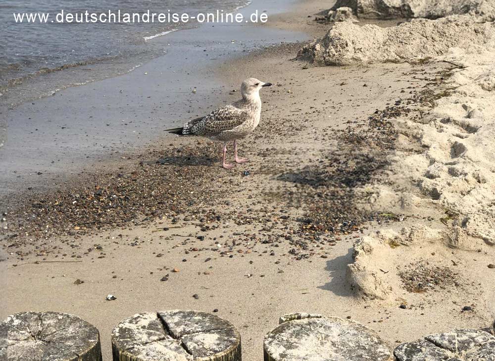 Ostseebad Kühlungsborn und Möwen am weißen Sandstrand (www.deutschlandreise-online.de)