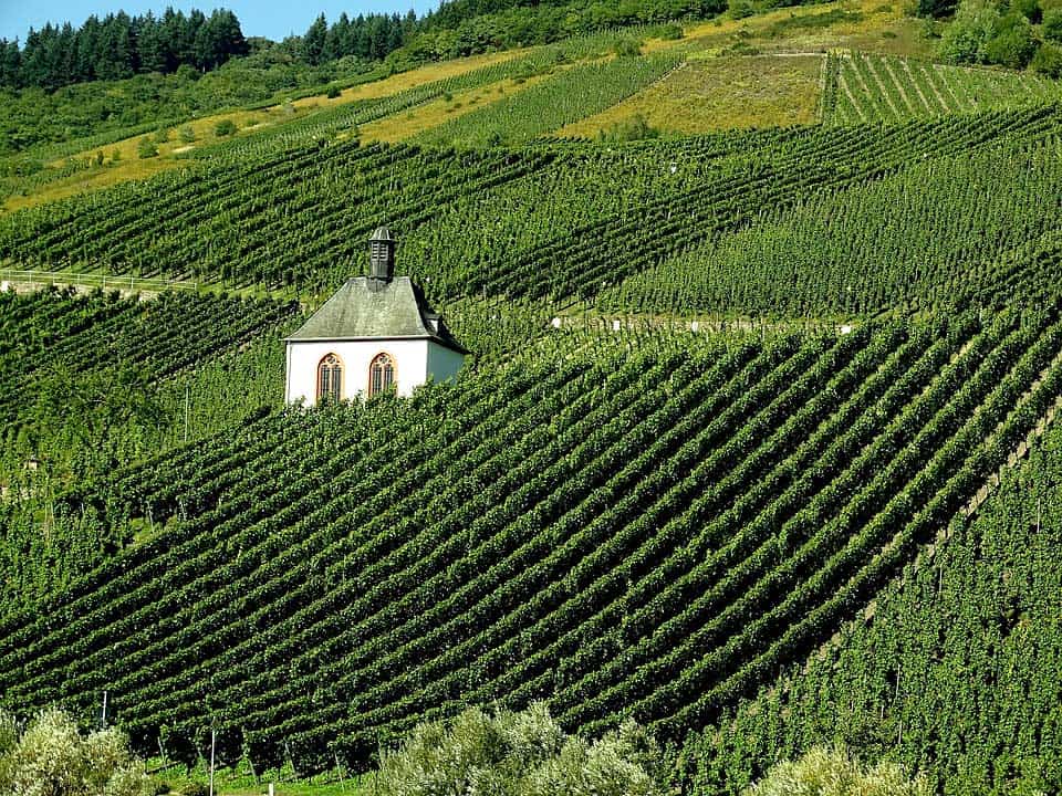 Weinhang an der Mosel